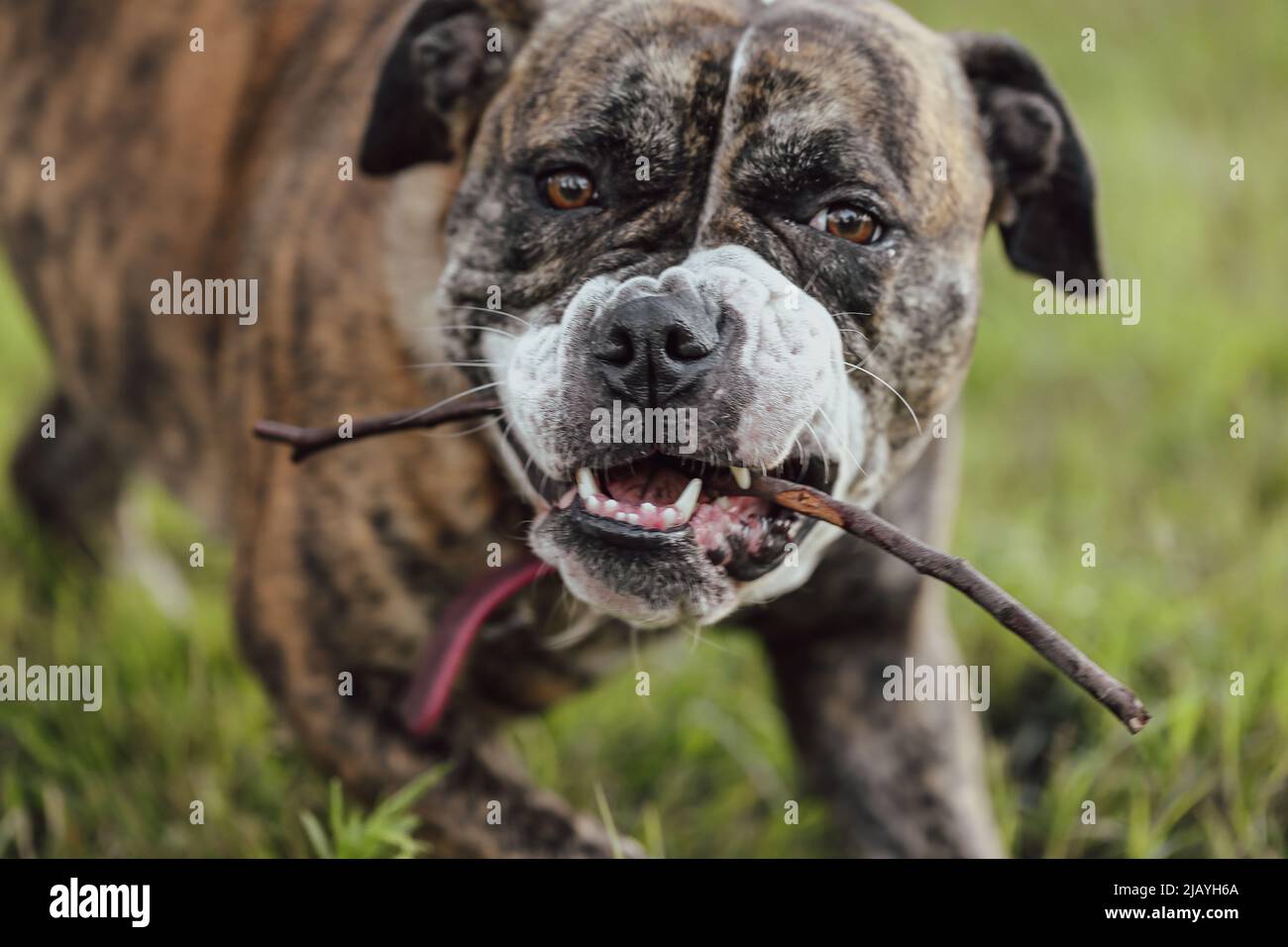 Close up photo of large American Bulldog chewing on a stick Stock Photo