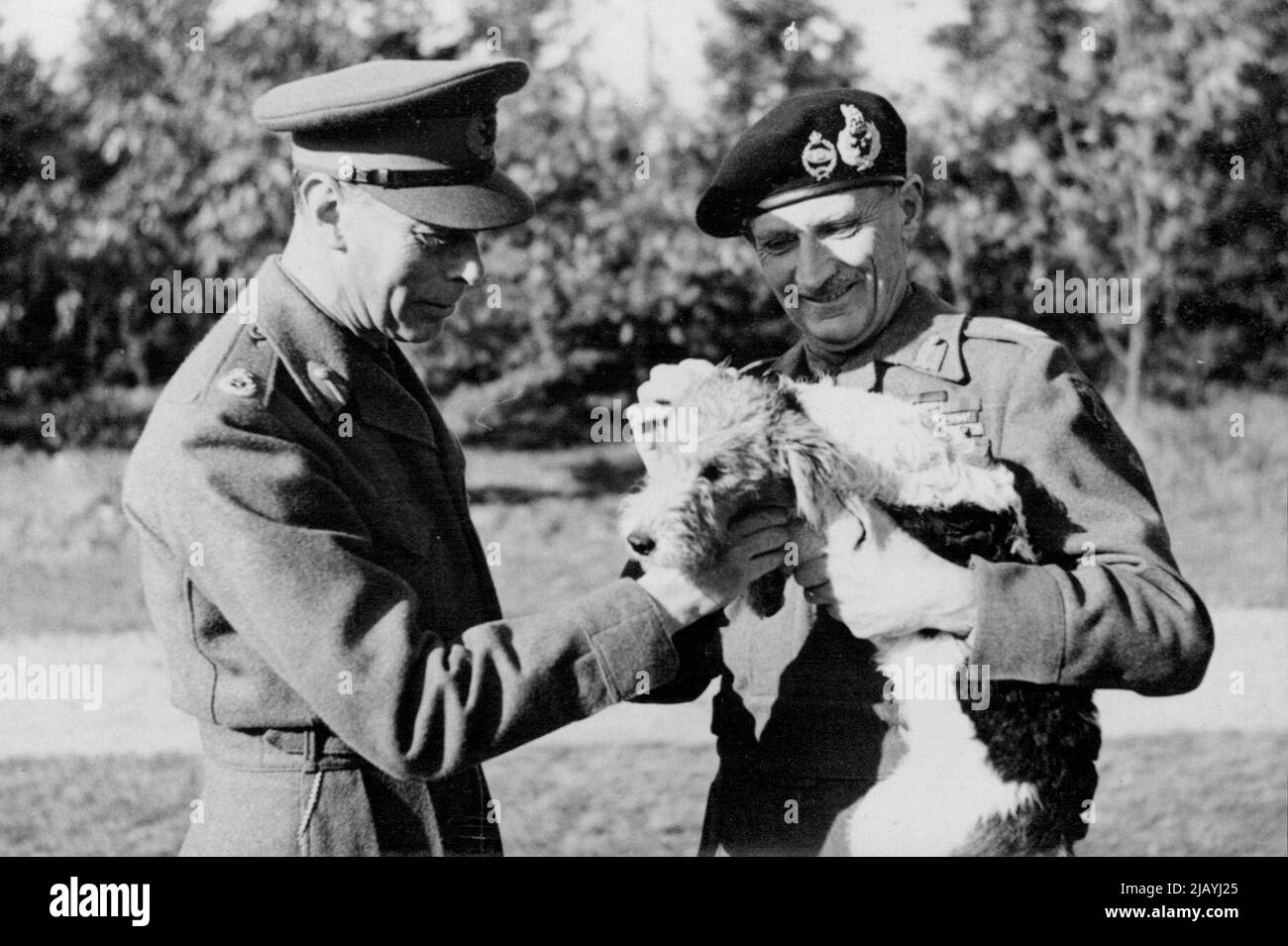 The King Holds An Investiture In The Field - H.M. The King held an investiture in the Field on Oct. 15th. When he knighted three Generals and presented numerous other decorations. Field Marshall Montgomery introduces his dog 'Hitler' to H.M. The King. March 21, 1945. (Photo by Sport & General Press Agency, Limited). Stock Photo