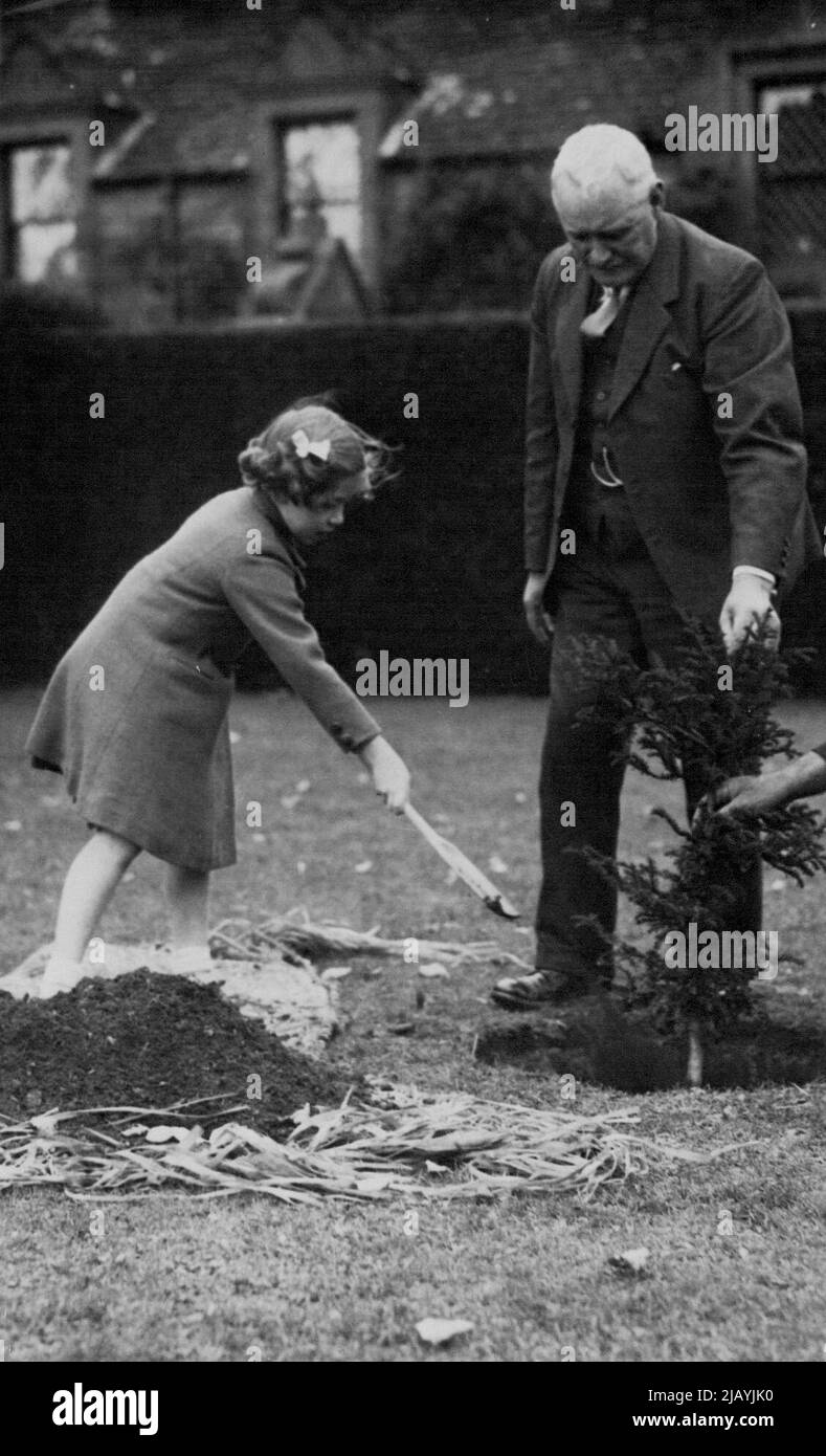 Royal Princesses Plant Yew Trees At Glamis Castle -- Princess Margaret Rose planting the smaller of the two trees were planted, Her sister planted a larger tree beforehand. The Royal Princesses, Elizabeth and Margaret Rose, planted yew trees at Clamis castle, Forfarshire yesterday to commemorate the Coronation year. October 17, 1938. (Photo by Topical Press). Stock Photo
