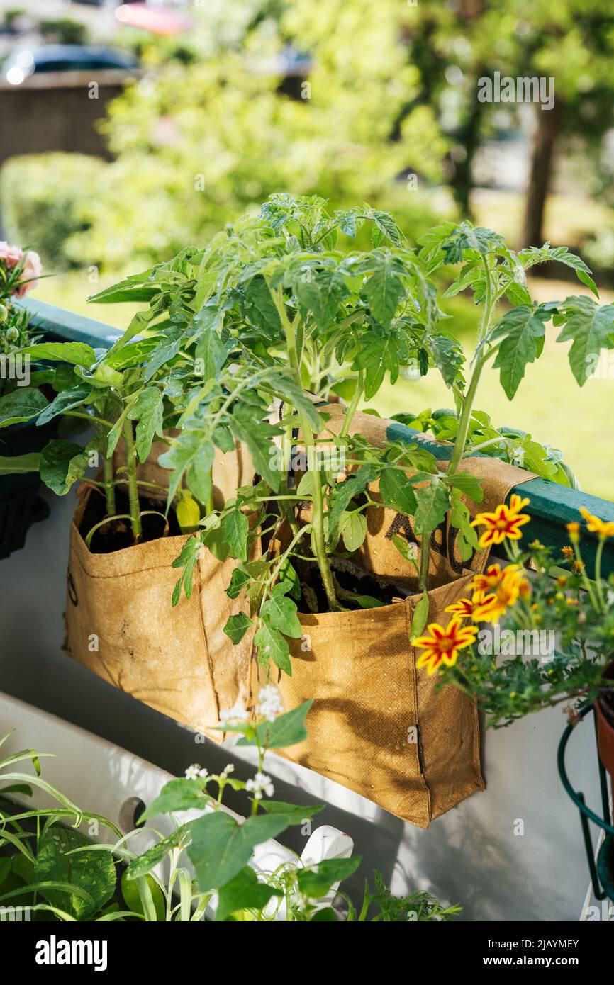 Recycled tee-big-bags for growing vegetables, herbs or flowers in balcony garden. Handmade reusable plant growing bags made by indian workers. Zero waste concept Stock Photo