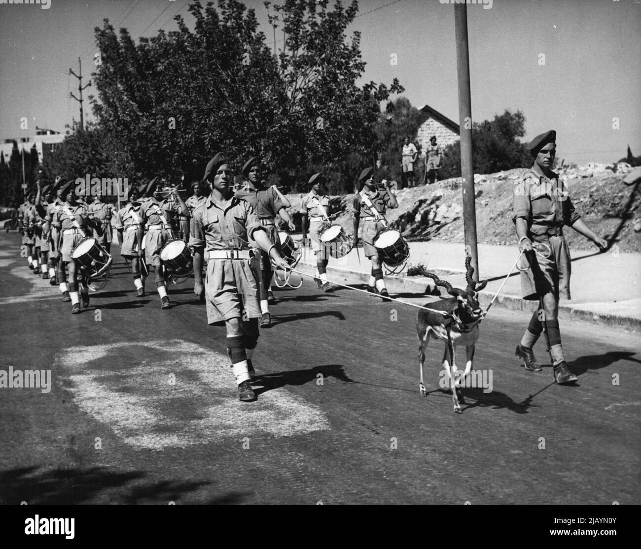 'Bobbie' Leads The Royal Warwicks In Jerusalem -- Bobbie, the black duck Mascot, of the Royal Warwickshire Regiment now stationed in Jerusalem, Marches proudly in step at the head of the Regimental band, along King George Avenue, Jerusalem. He is held on lead by Private John Poolton from Spring Hill, Birmingham, (left), and Private William Hammond from King standing, Birmingham. Before joining the British Army, Bobbie was at the Cairo Zoo. October 15, 1947. (Photo by Associated Press Feature Photo). Stock Photo