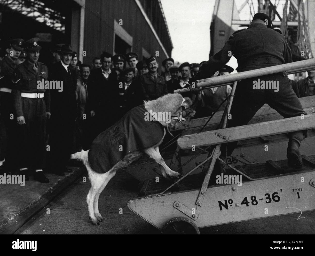 Taffy Goes.. After All Taffy, the Mascot, shy at first, changed