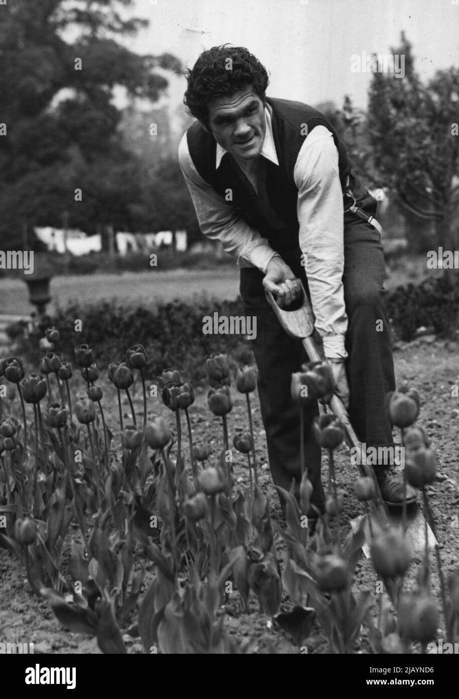 Mills Starts Training For Woodcock Fight. -- Mills puts in a spot of hard work digging in a vegetable patch beside a tulip bed in the garden of his training quarters today. Freddie Mills, the world's crusier-weight champion, began training today at a hostelry at the foot of Bexhill, a Surrey beauty spot, in preparation for his British heavyweight championship fight with Bruce Woodcock. May 12, 1949. (Photo by Fox). Stock Photo