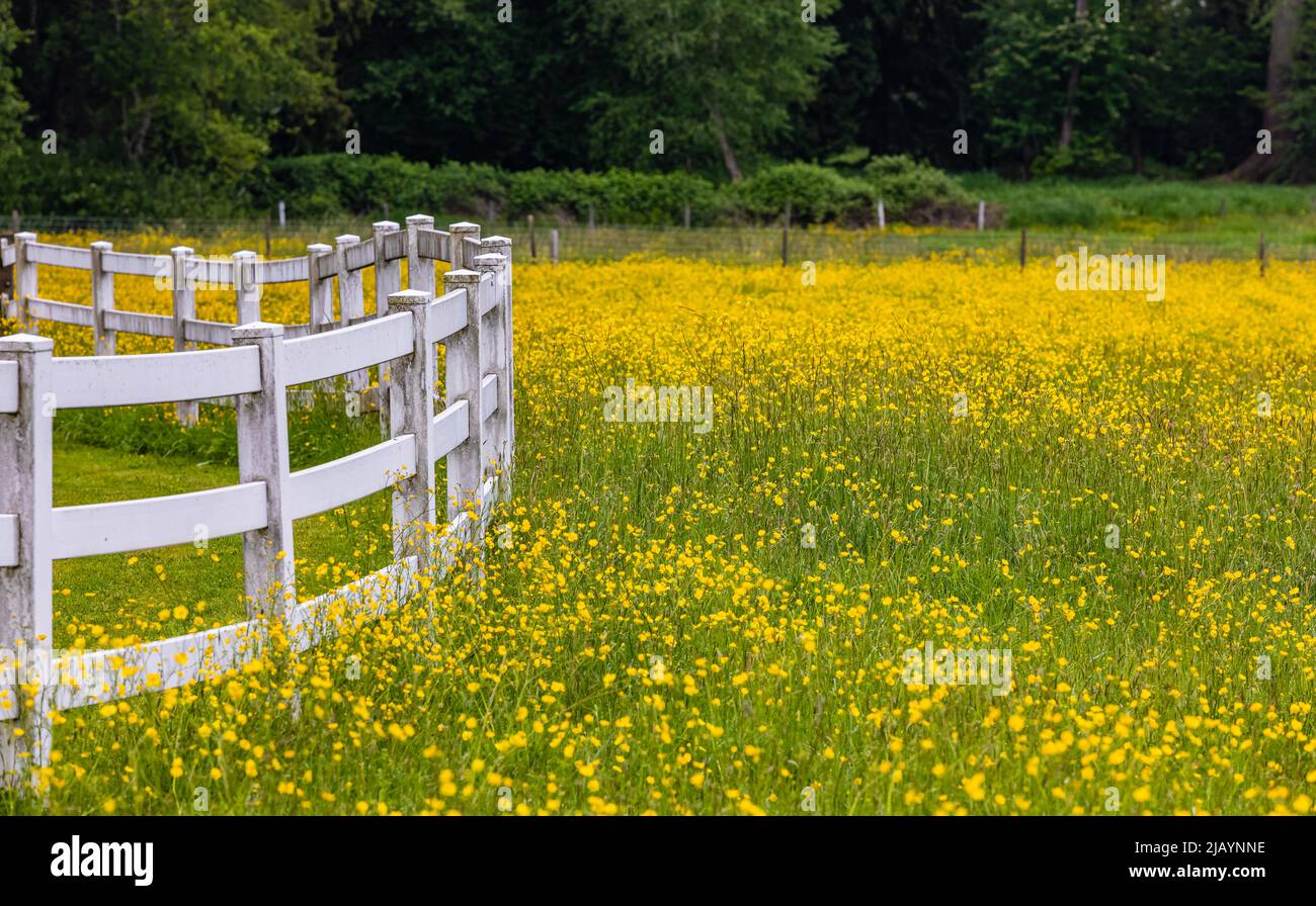 Typical white wooden fence in farmland. Summer meadow in rural area ...