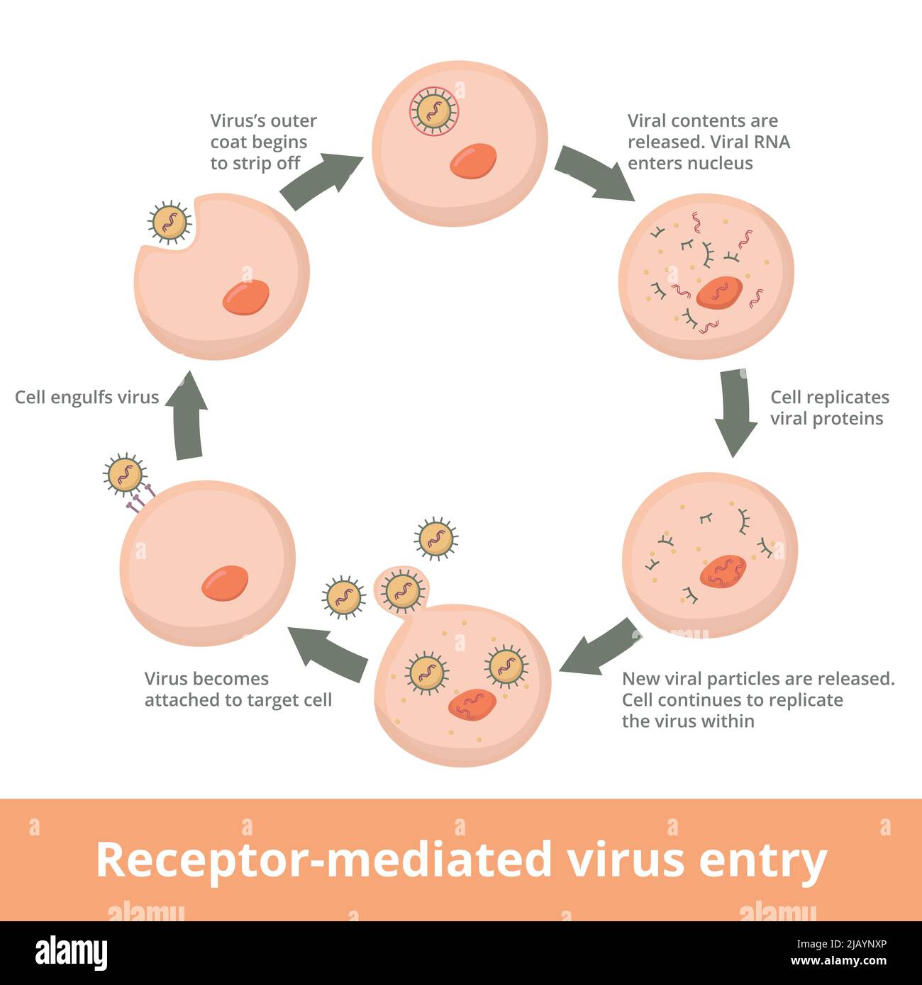 Detailed process of receptor mediated virus fusion. Receptor-mediated Virus entry into host cells: virus attaches, is engulfed by host cell, viral con Stock Vector