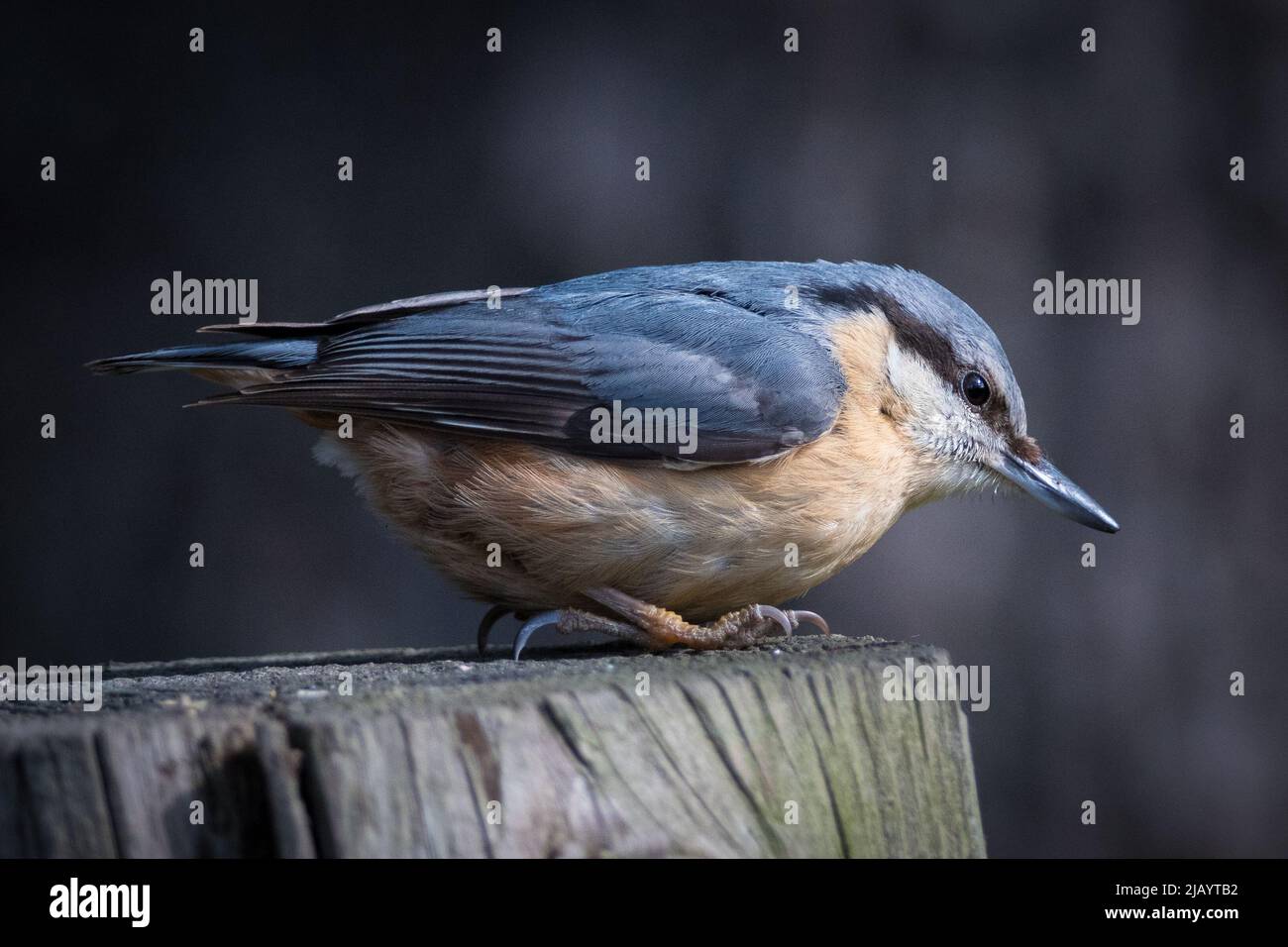 A Eurasian Nuthatch (Sitta europaea) pictured on a fence post near Far