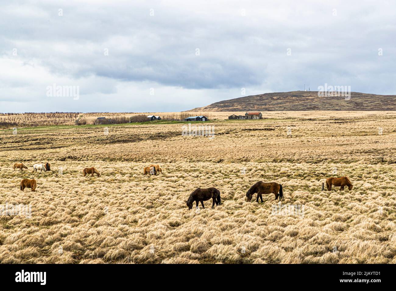 Icelandic horses in Reykholt, Iceland Stock Photo