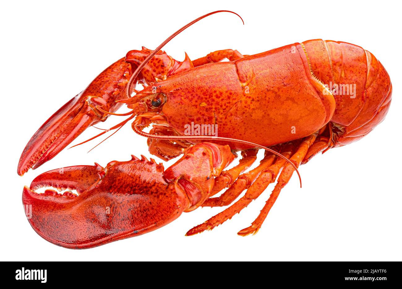 Red lobster isolated on white background Stock Photo