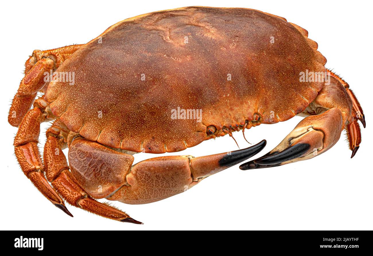 Red crab isolated on white background, full depth of field Stock Photo