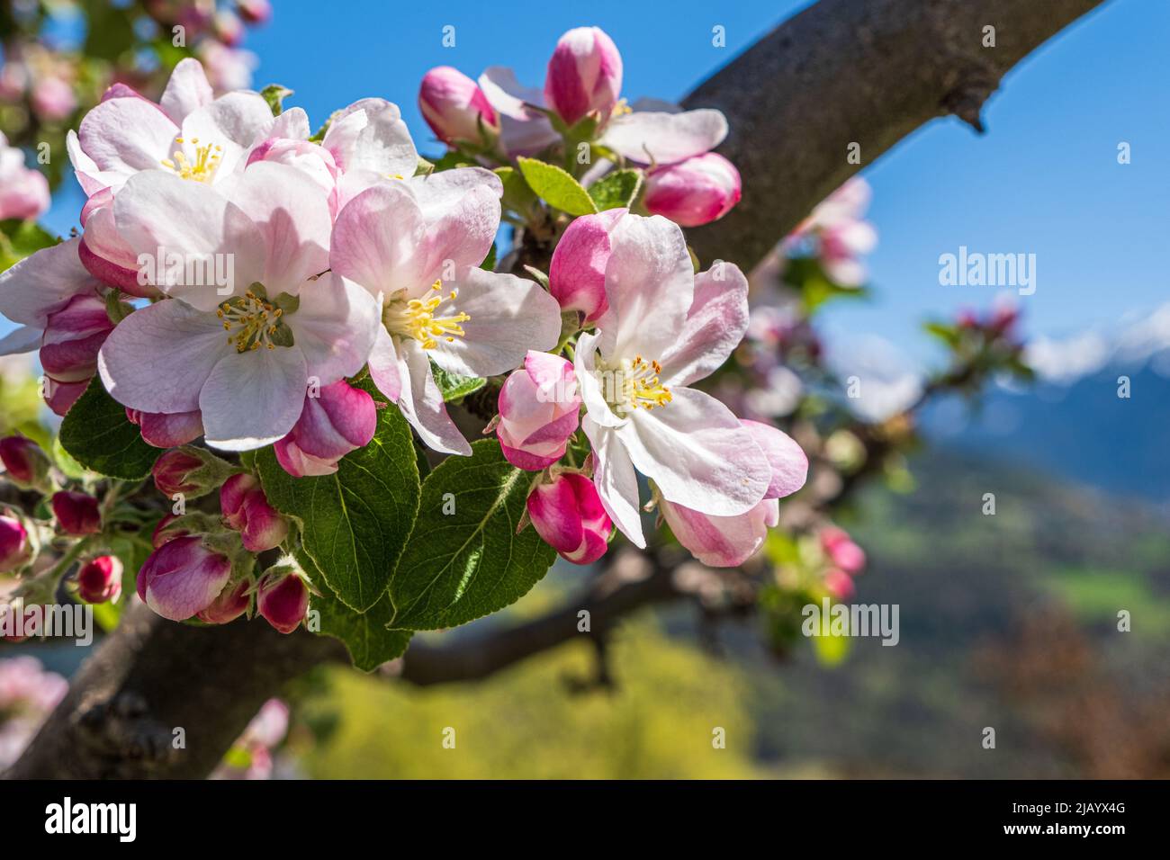 blossoming of apple trees in South Tyrol Stock Photo