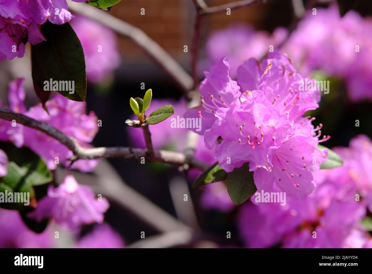 Beautiful pink flowers of a rhododendron (Rhododendron dauricum) in Spring in Ottawa, Ontario, Canada. Stock Photo