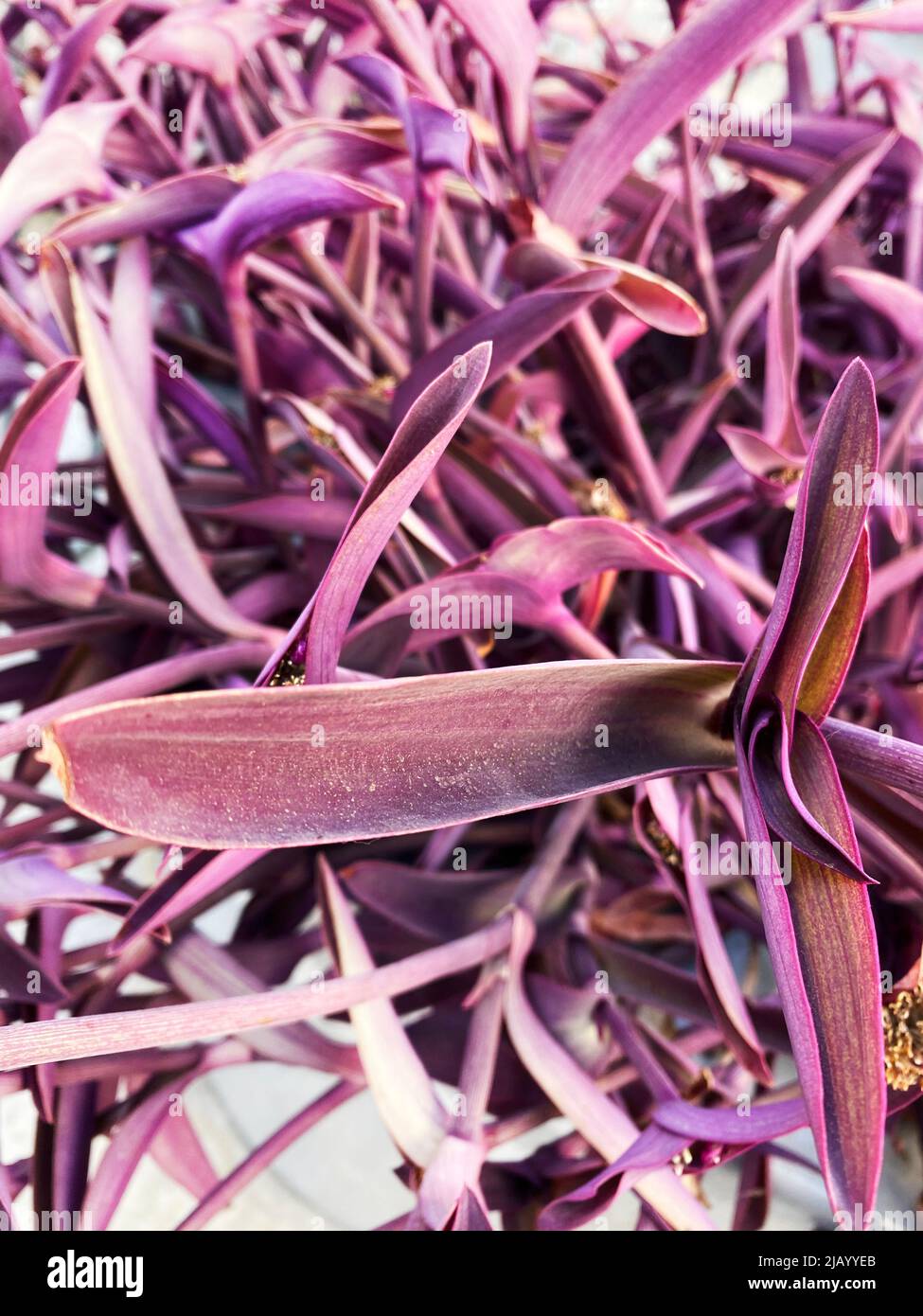 A purple heart plant, Tradescantia pallida Stock Photo