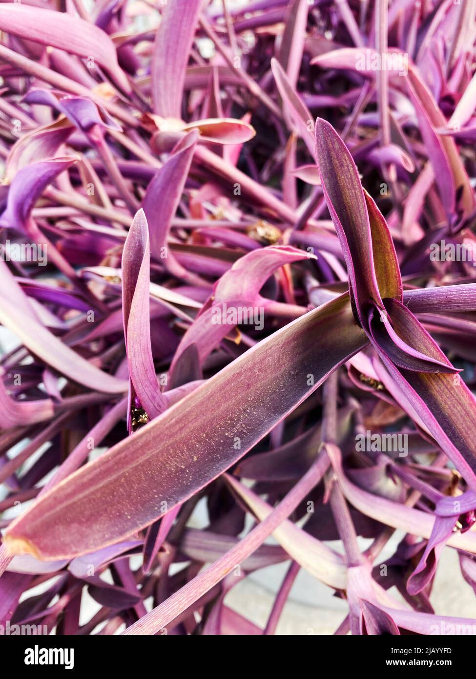 A purple heart plant, Tradescantia pallida Stock Photo