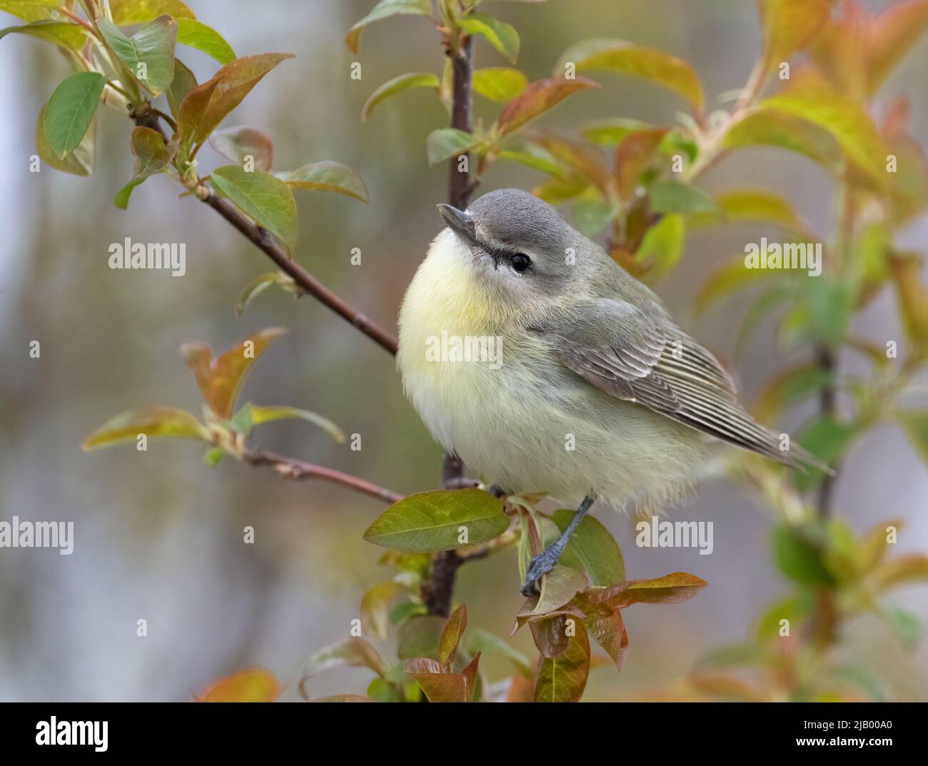 A gorgeous Warbling Vireo ( Vireo Gil us) closeup in foliage Stock Photo