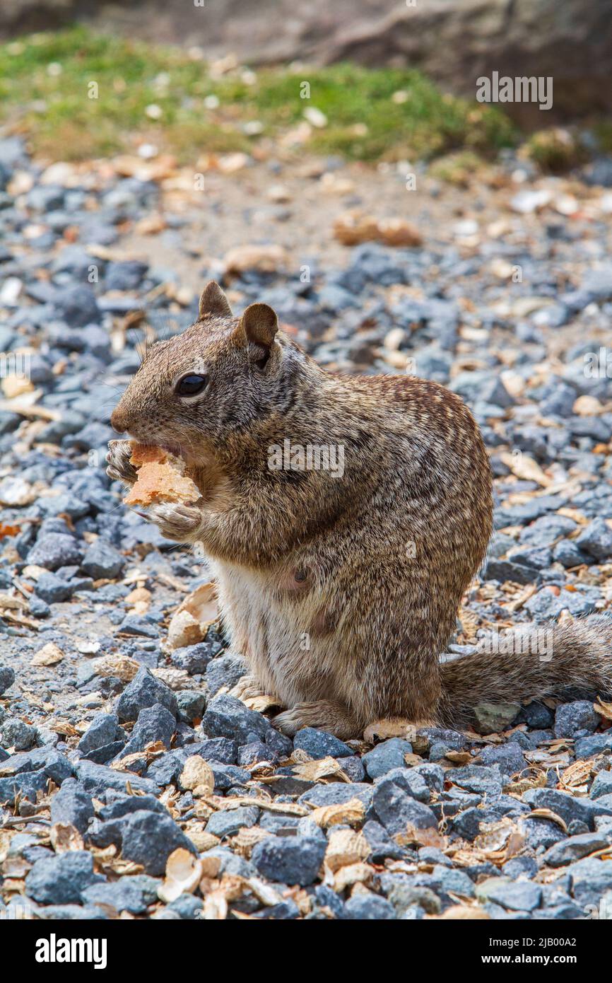 A female California ground squirrel (Otospermophilus beecheyi) sits up while eating bread left by tourists along the central coast of Oregon, USA. Stock Photo