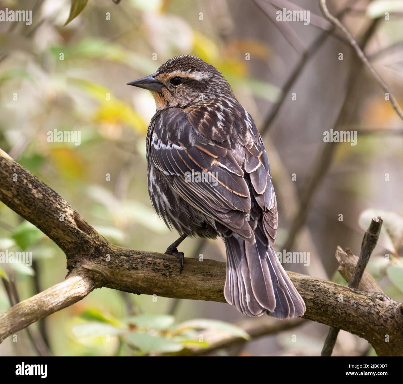 A closeup detail view of a female Red-winged Blackbird in a tree Stock Photo