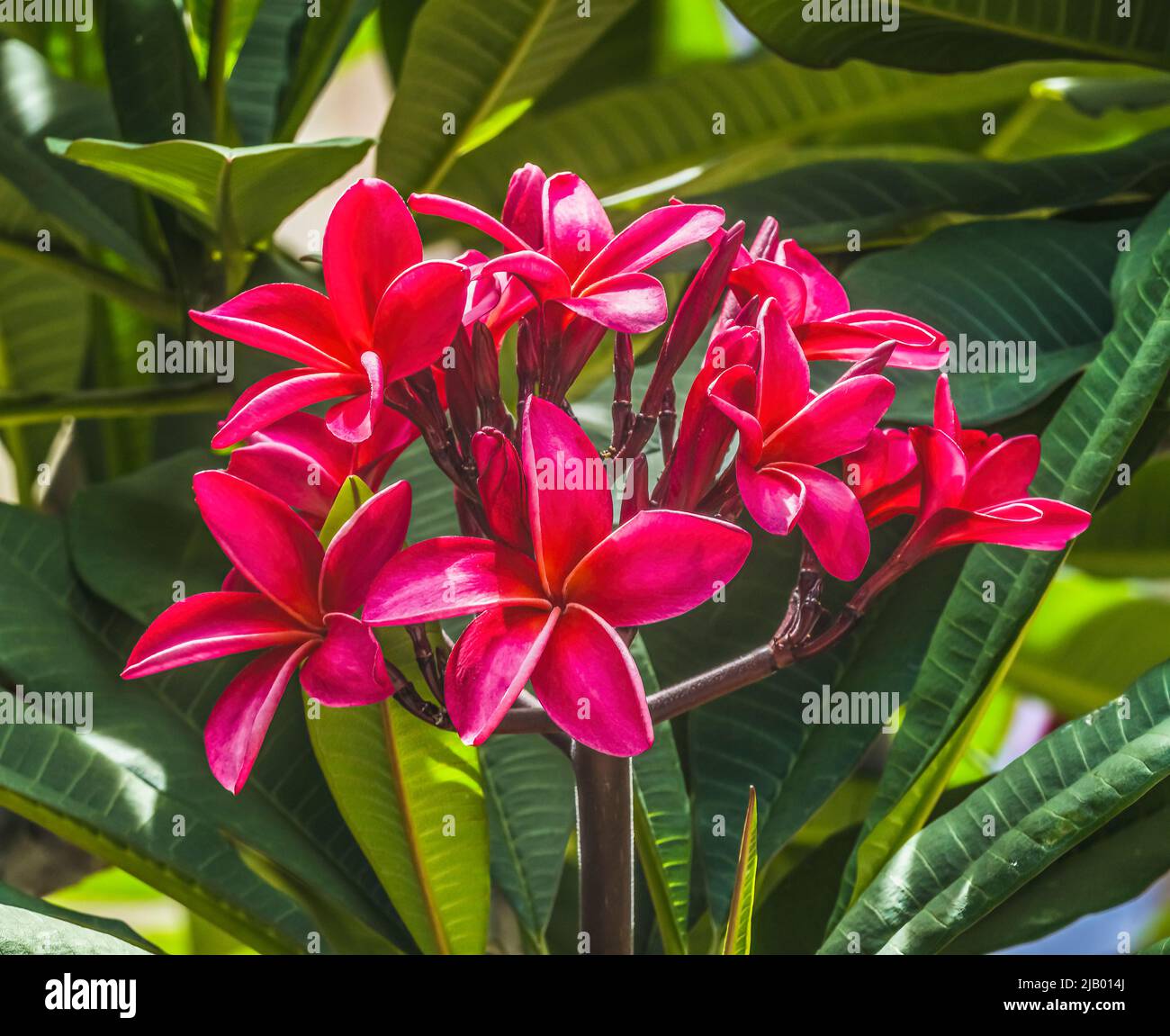 Leis frangipani hires stock photography and images Alamy