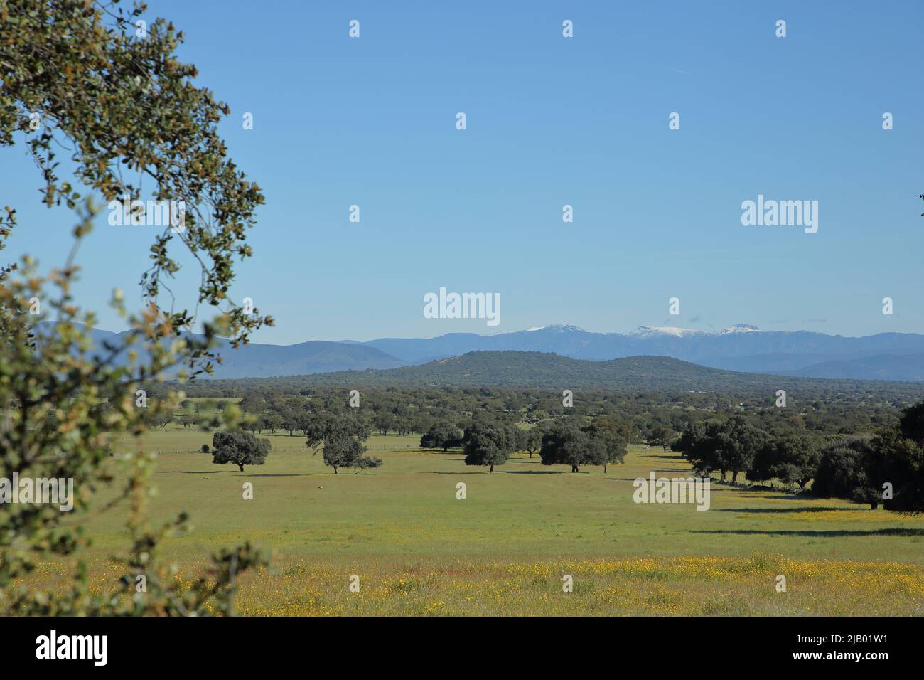 Oliva de plasencia hi-res stock photography and images - Alamy