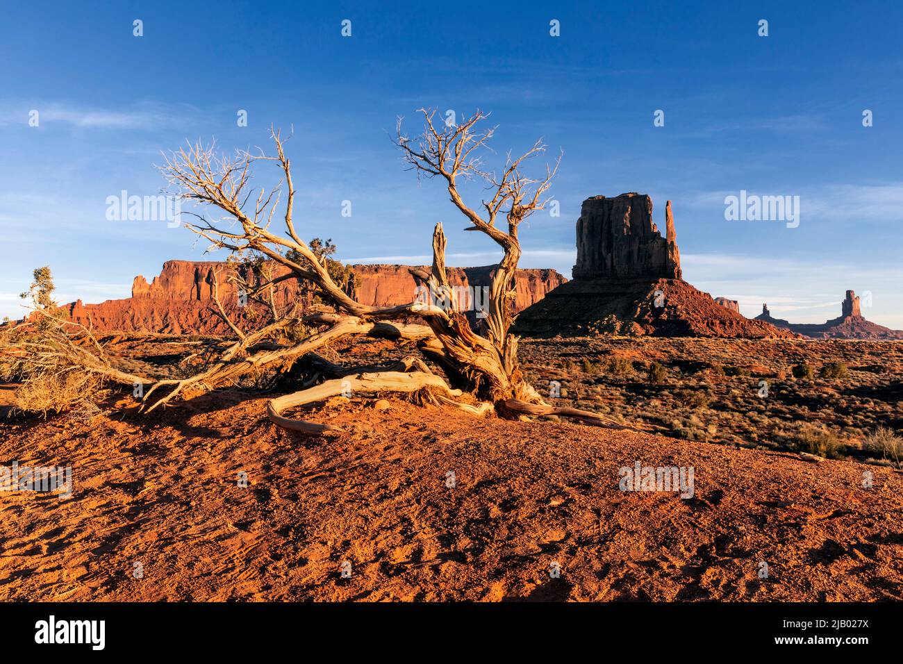 AZ00419-00.....ARIZONA - Twisted tree and sandstone butte West Mitten in Monument Valley Navajo Tribal Park, Navajo Nation. Stock Photo