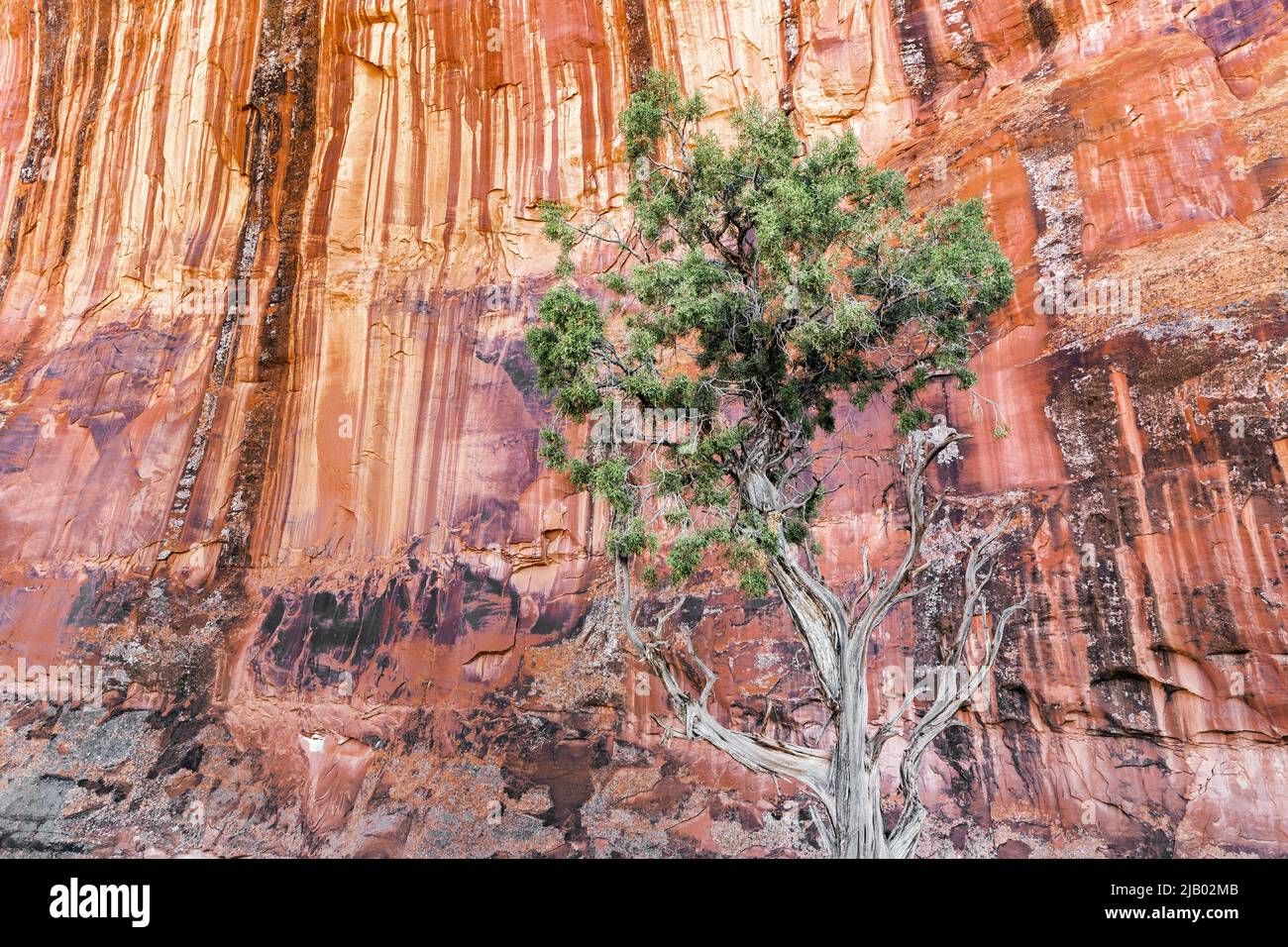AZ00428-00....ARIZONA - Juniper tree and canyon wall in Monument Valley Navajo Tribal Park. Stock Photo