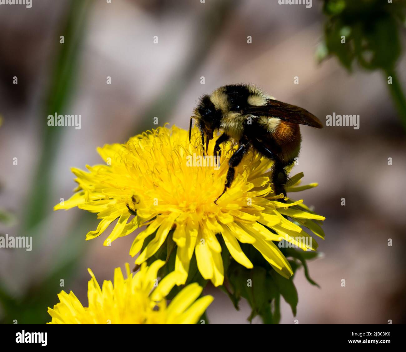 A bumblebee feeding on and pollinating a dandelion flower in spring Stock Photo