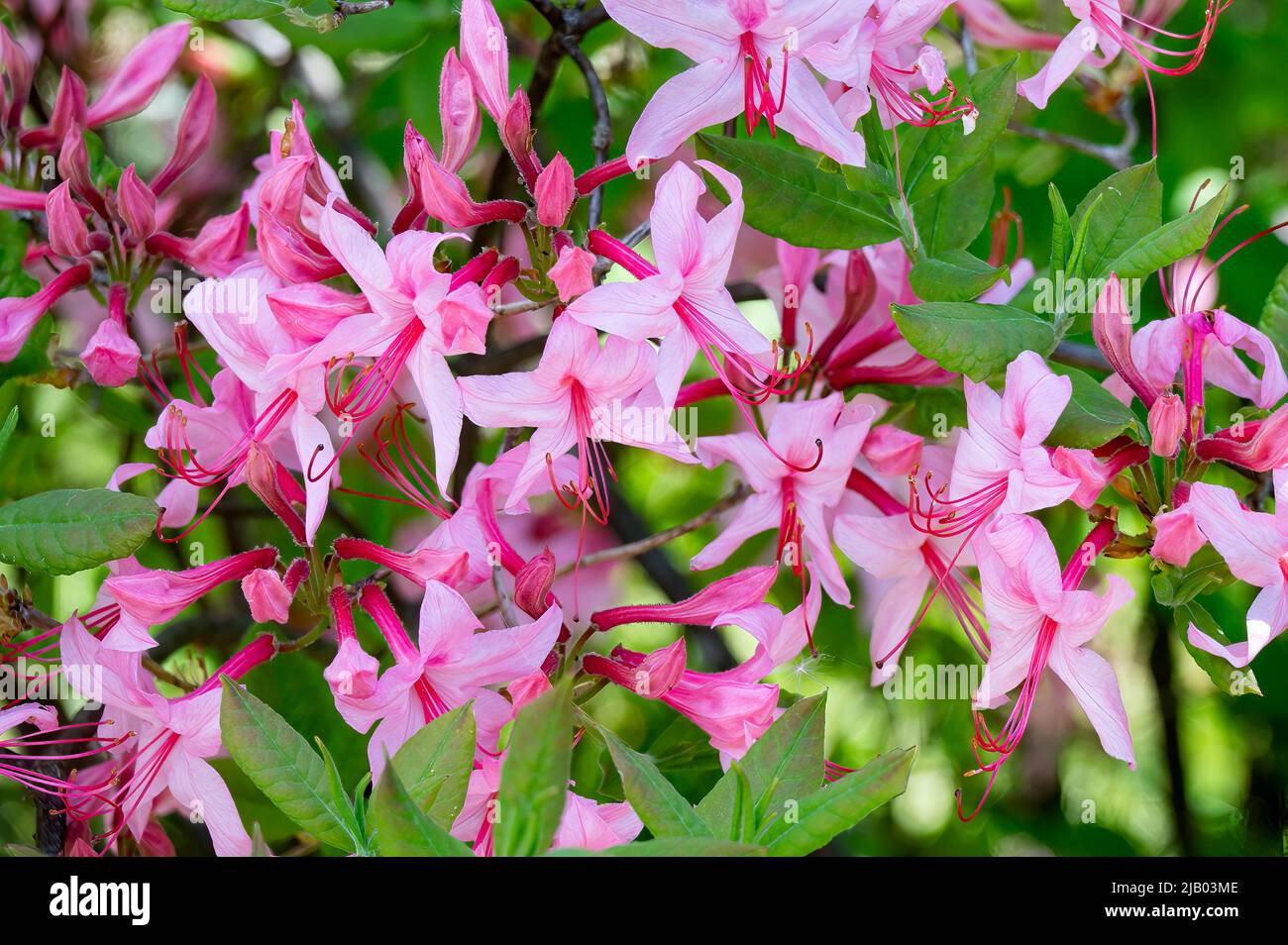 Pink azalea flowers, Rhododendron periclymenoides, growing wild  in the Adirondack Mountains, NY  wilderness Stock Photo