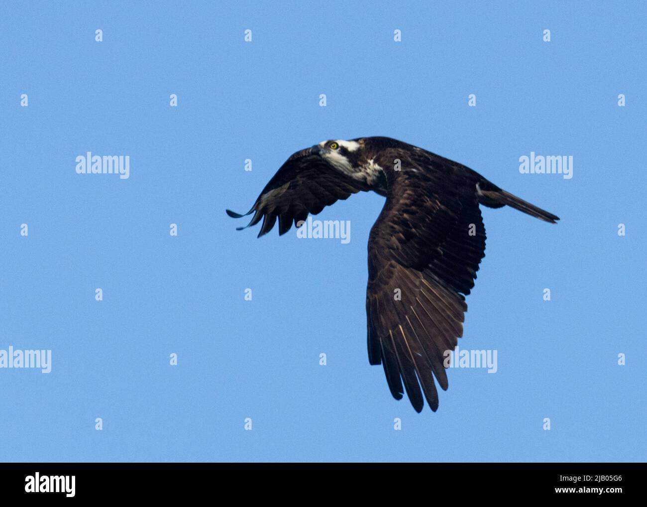 Osprey in flight at Eleven Mile Canyon Stock Photo