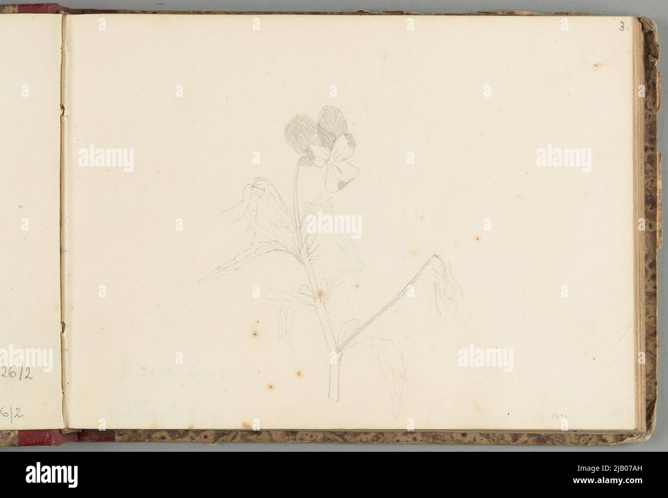 Botanical illustration of viola tricolor hi-res stock photography and ...