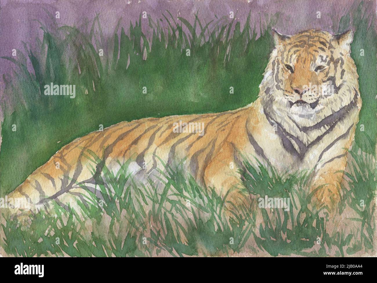 tiger watercolor painting Stock Photo