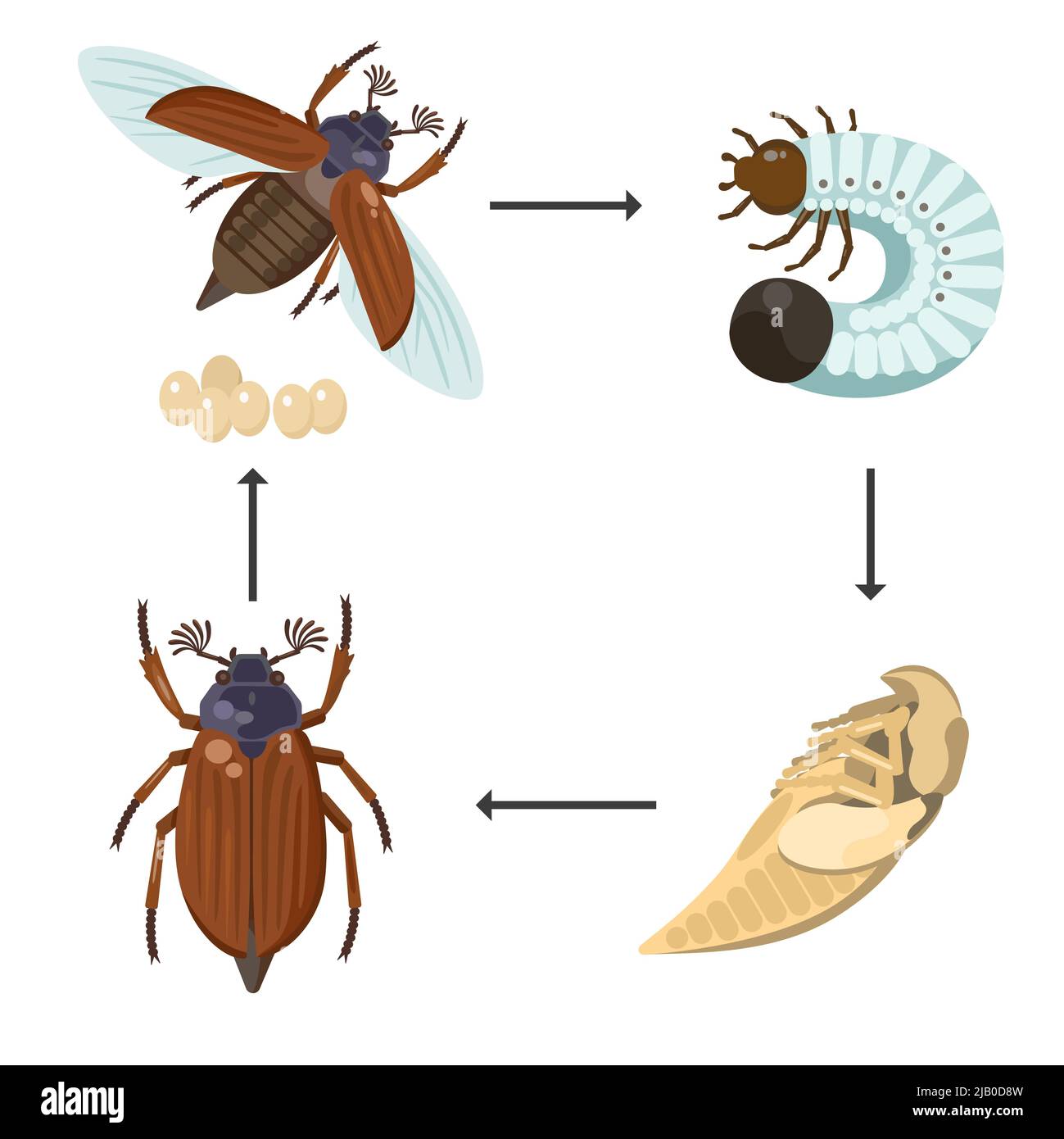 Development cycle of chafer, may bug, Melolontha melolontha. Imago insects with other life stages.  Stock Vector