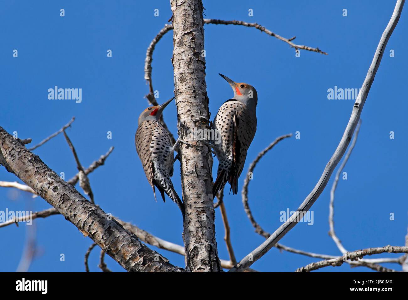 Northern Flicker (Colaptes auratus) pair in spring 2022 along Greenway in Boise, Idaho, USA. Stock Photo