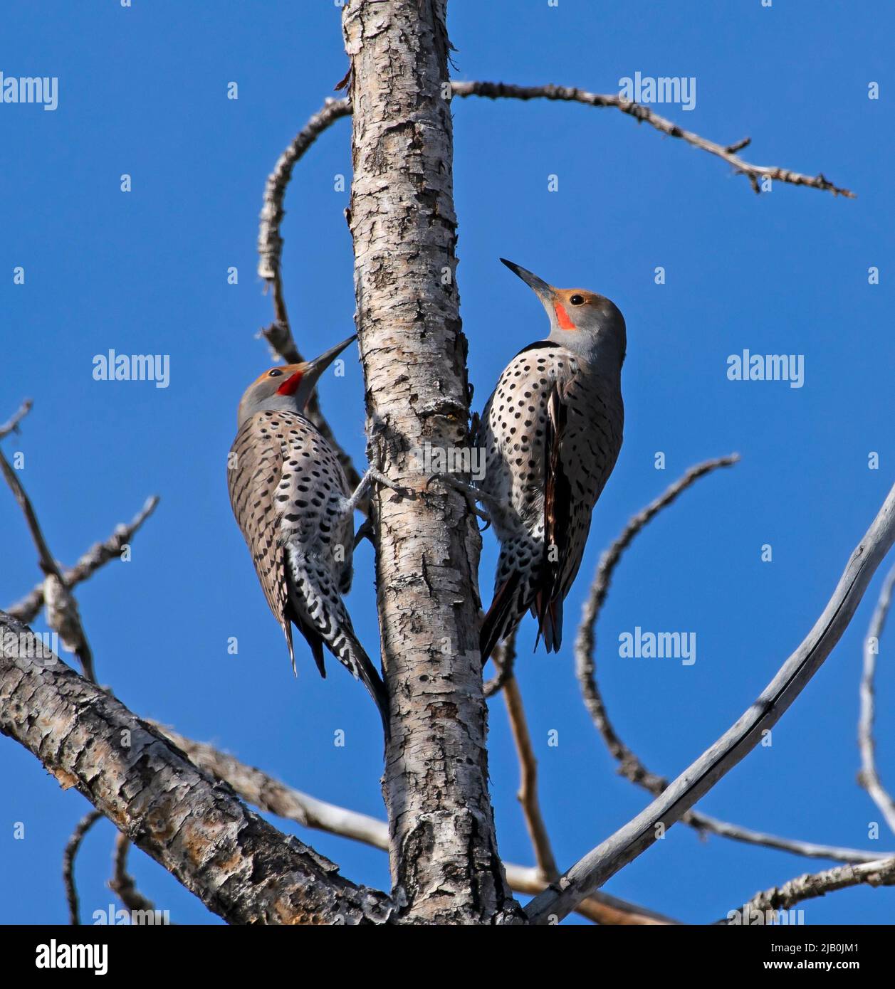 Spring courtship with Northern Flicker (Colaptes auratus) pair in spring 2022 along Greenway in Boise, Idaho, USA. Stock Photo