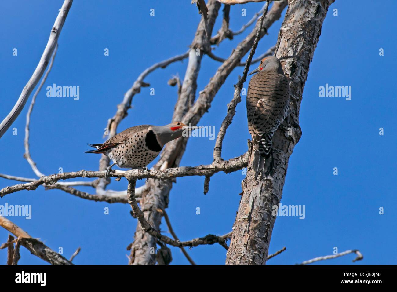 Northern Flicker pair show courtship behavior (Colaptes auratus) in spring 2022 along Greenway in Boise, Idaho, USA. Stock Photo