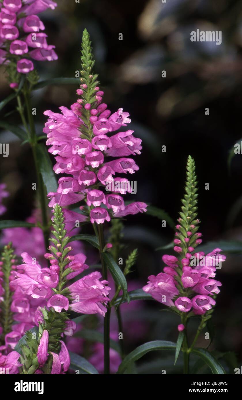 SUMMER SPIRE OR OBEDIENT PLANT (PHYSOSTEGIA VIRGINIANA) ALSO CALLED FALSE DRAGONHEAD Stock Photo
