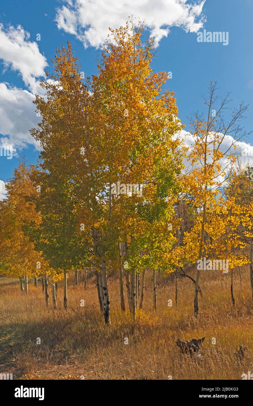 Aspen Changing Colors in the Mountains Near Pikes Peak in Colorado