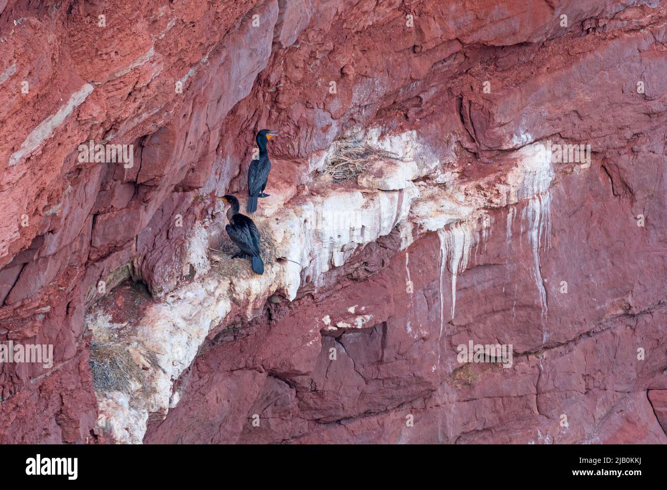 Cormorants on a Nesting Cliff on Cape Tryon of Prince Edward Island Stock Photo