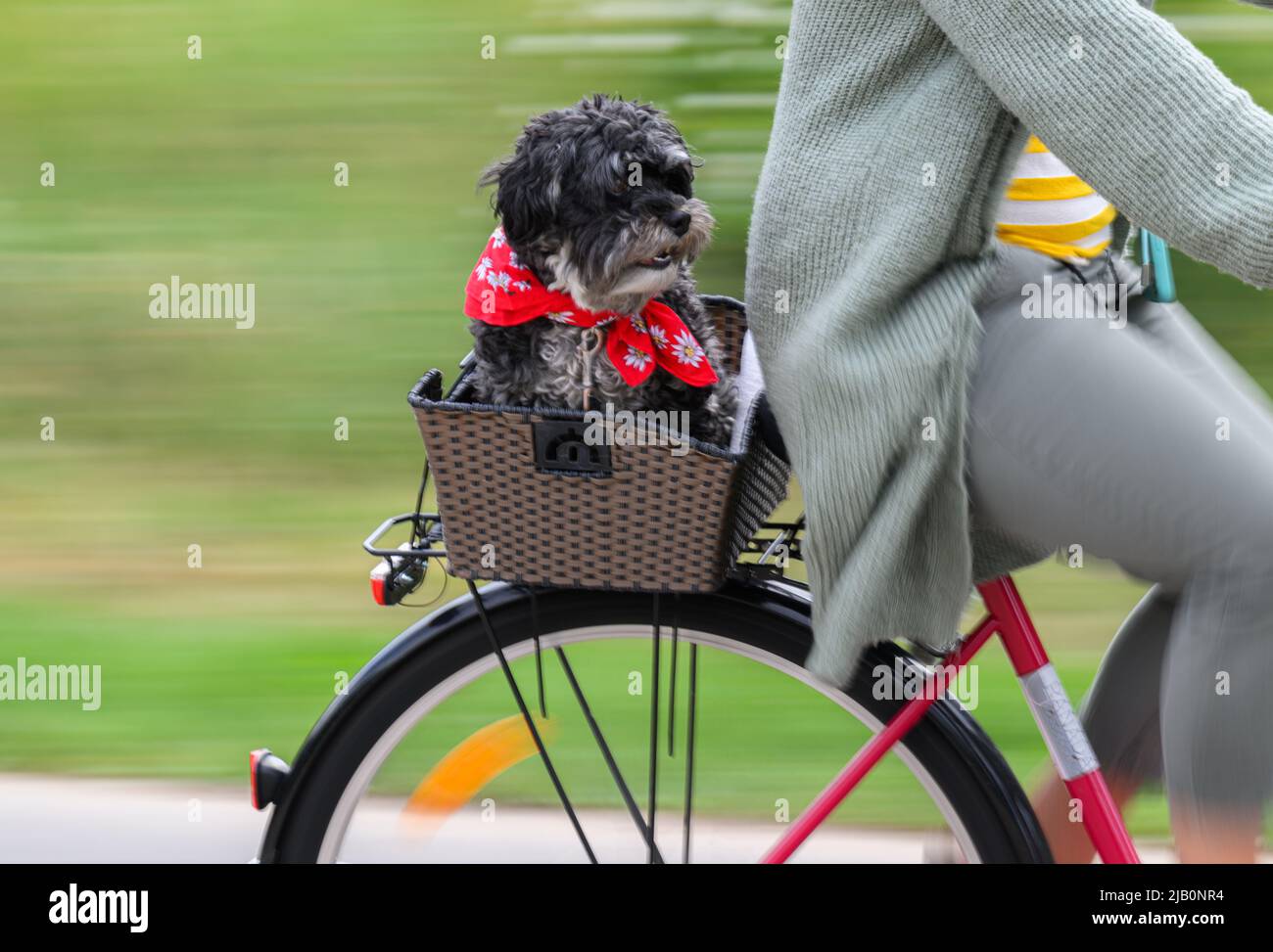 Dresden, Germany. 30th May, 2022. ILLUSTRATION - A female dog sits with a cyclist in a bicycle basket. (Posed scene, shot with long exposure time). Credit: Robert Michael/dpa/Alamy Live News Stock Photo