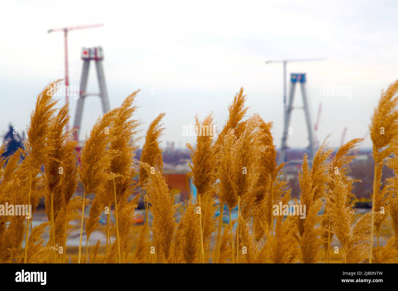 Picture of the Construction of the Gordie Howe bridge from Malden Park with wild teasels in the background. Overlooking Windsor and Detroit. Stock Photo