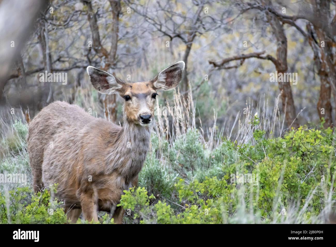 A female doe mule deer stands in the greenery at Black Canyon of the