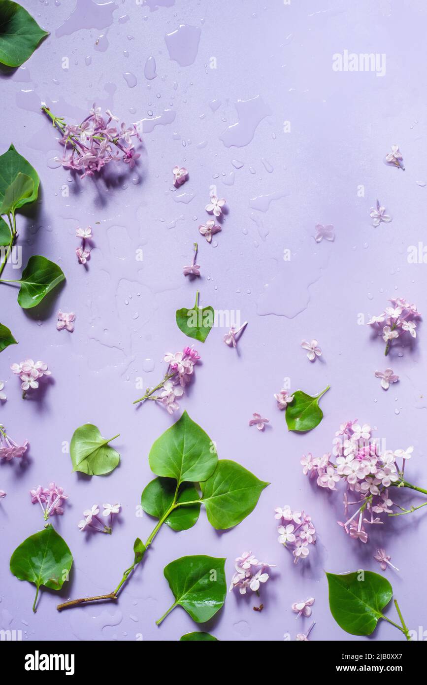 Lilac flat lay, pastel colors, spilled water, florist workplace Stock Photo