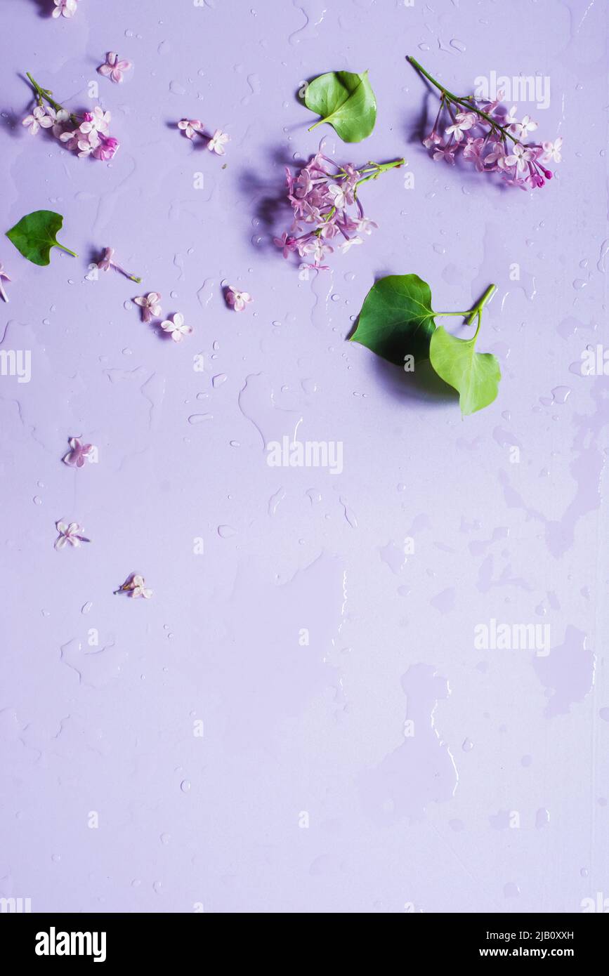 Lilac flat lay, pastel colors, spilled water, florist workplace Stock Photo