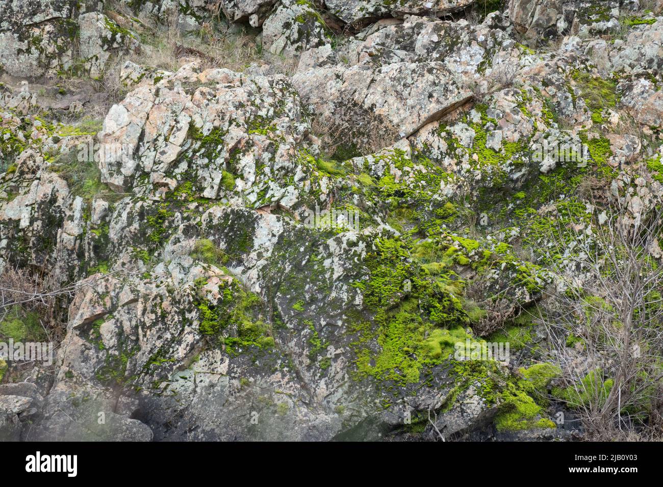 Lichen growing on rock hi-res stock photography and images - Alamy
