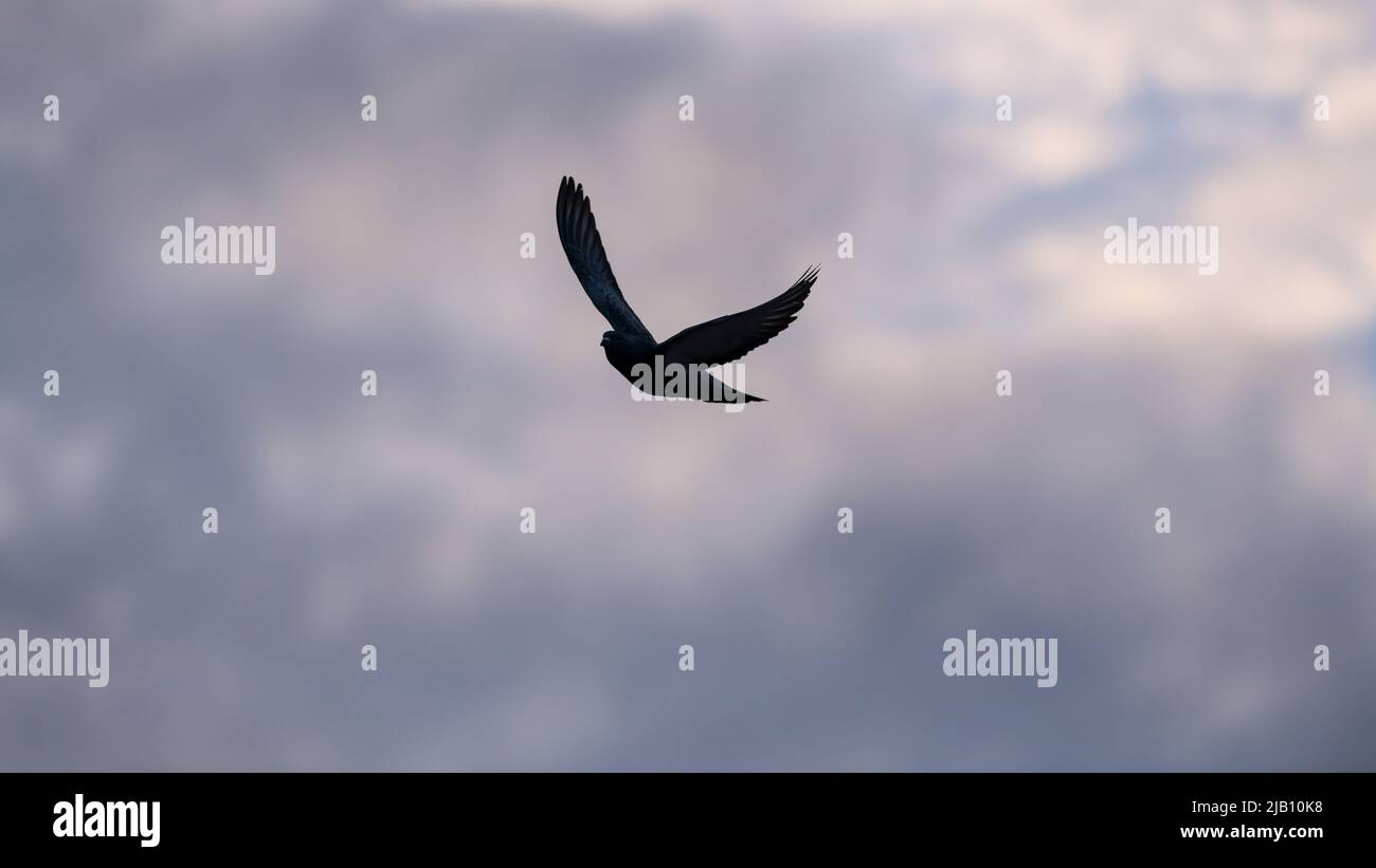 A Silhouette Of A Bird Flying With Wings Spread Against A Soft Blue Sky Stock Photo