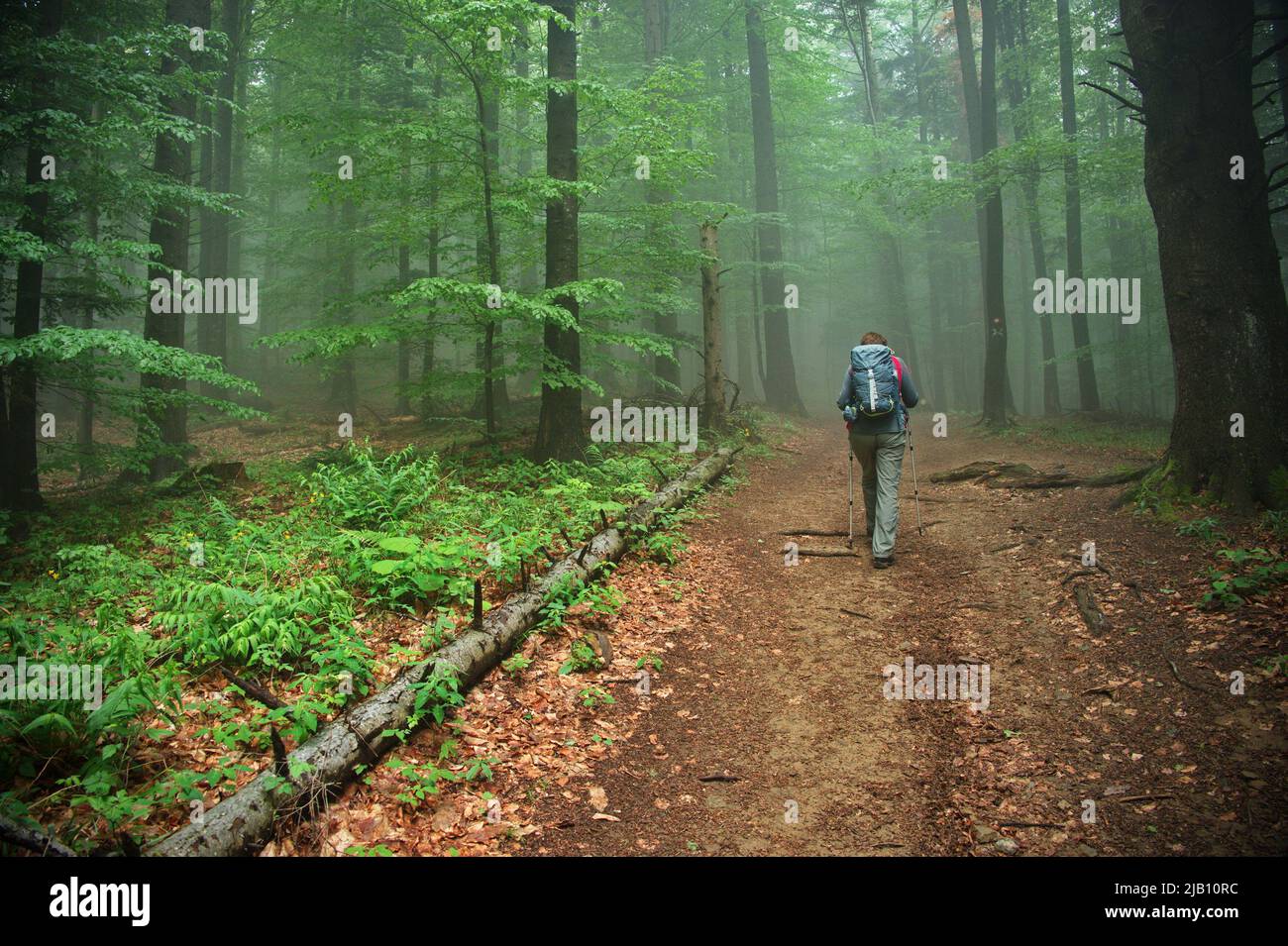 Rear view of senior woman hiking in misty morning through the forest Stock Photo