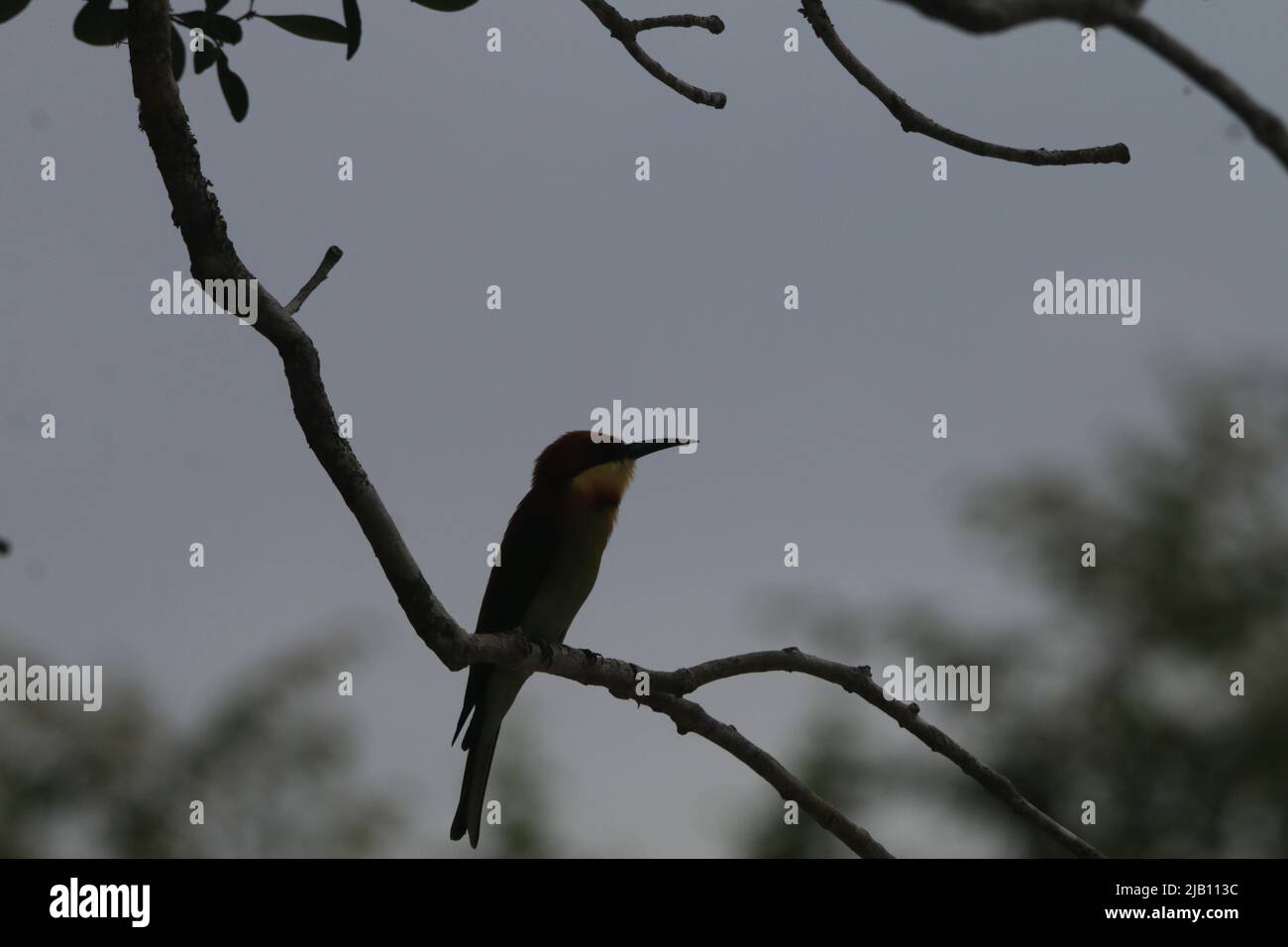 Birds of Sri Lanka in the Wild Stock Photo Alamy