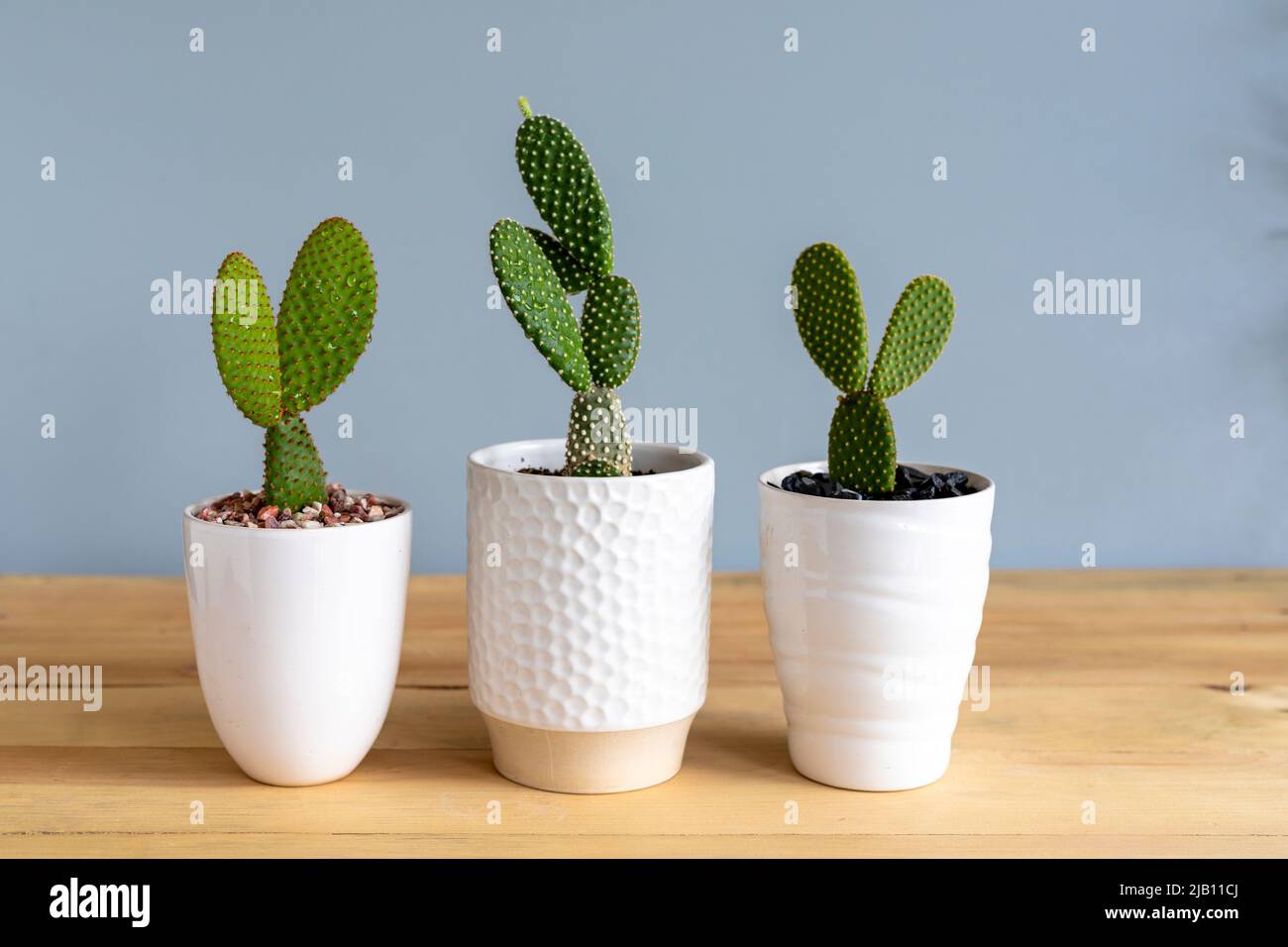 Bunny ears cactus yellow, white and red plants in decorative pots Stock Photo