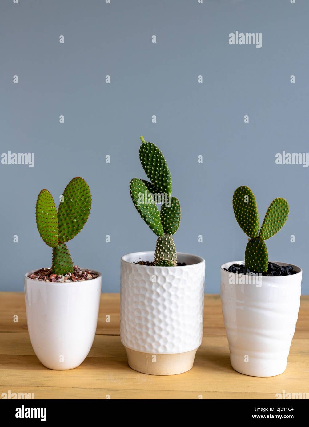 Three different color bunny ears cactus in pots Stock Photo
