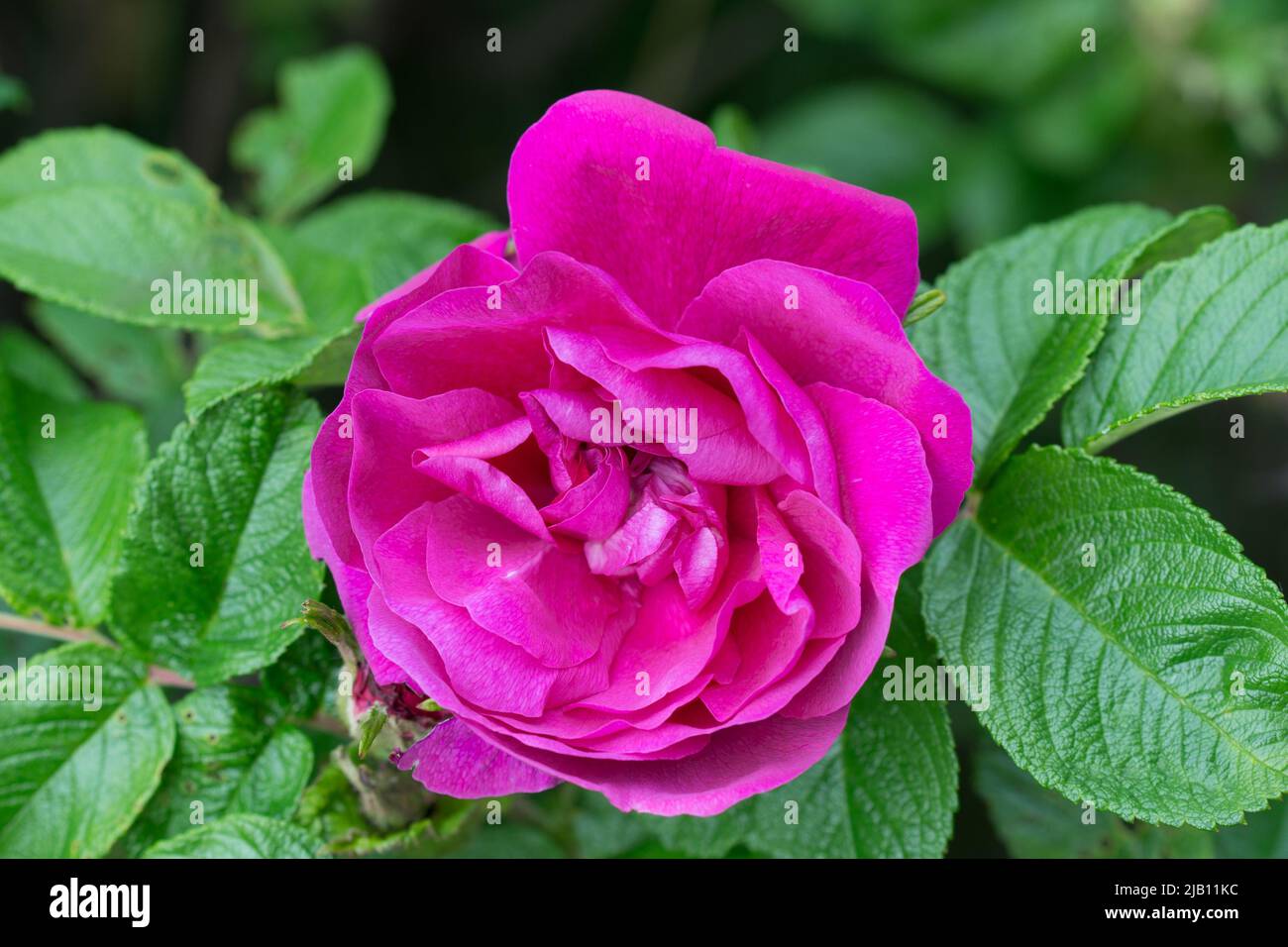 Rosa gallica, Gallic rose magenta flower closeup selctive focus Stock Photo