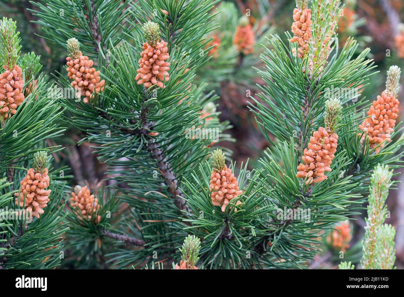 Flowering Pinus mugo ( bog pine) closeup selective focus Stock Photo