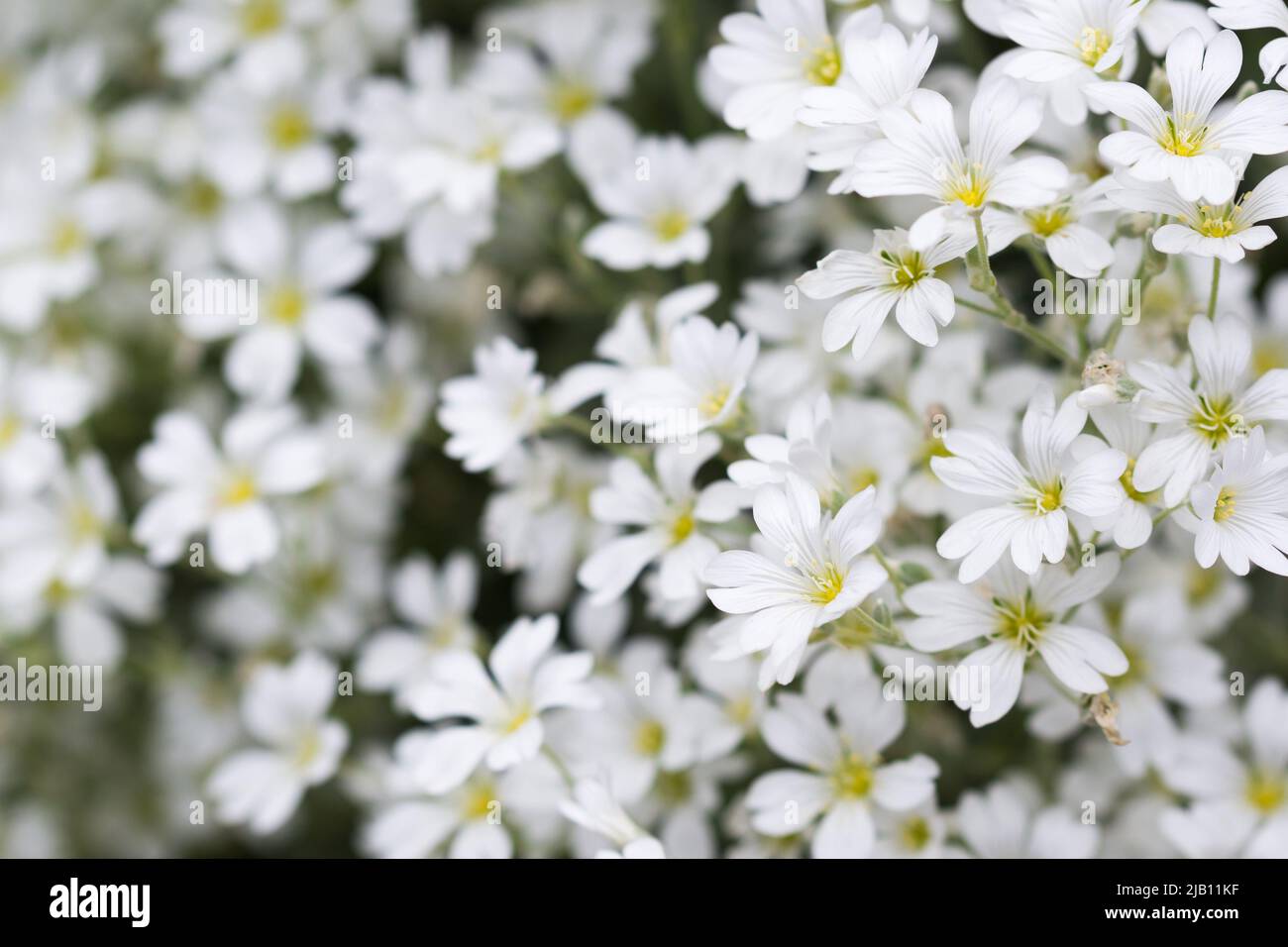 Cerastium, mouse-ear chickweed white flowers closeup selective focus Stock Photo